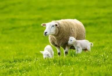 Schapen 
