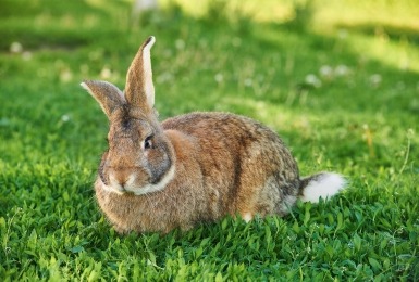 Vlaamse reus op gras
