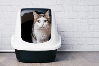 Waarom gebruikt je kat de kattenbak niet meer? 