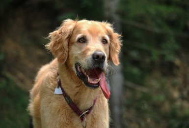 Waarom hangt de tong van een hond uit zijn mond?