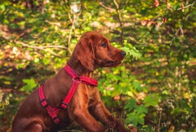 Zittende hond aan leiband in het bos