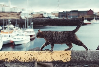 Kat loopt over muurtje dichtbij water