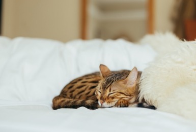 Waarom spinnen katten?