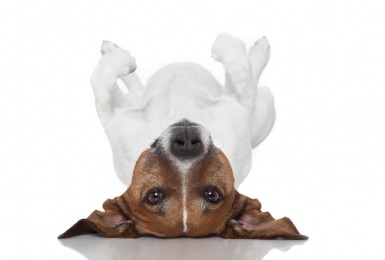 Jack Russell ligt op rug met witte achtergrond