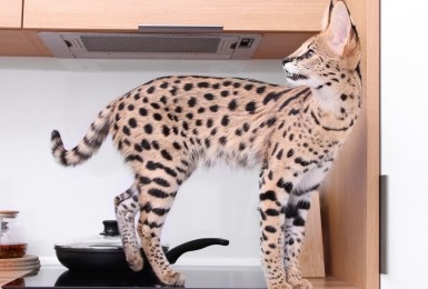 Wat is de duurste kat ter wereld?