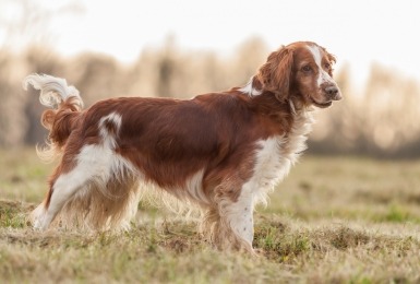 Welsh springer spaniël