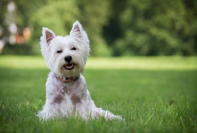 West Highland white terriër 