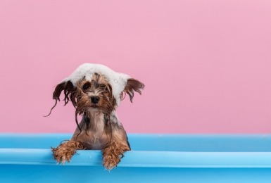 Natte hond