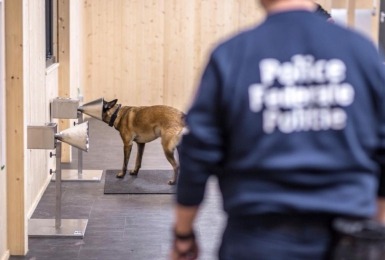 Coronahonden - fotobron: federale politie