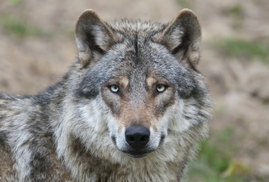 Portret van een wolf