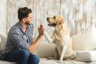 worden_honden_in_elke_cultuur_als_huisdier_gezien