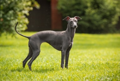 zijaanzicht greyhound