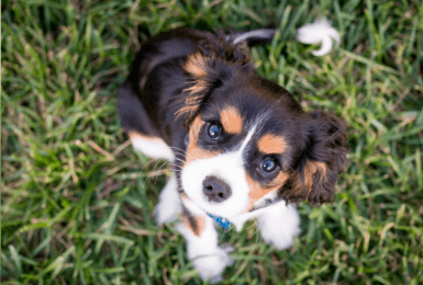 puppy in het gras
