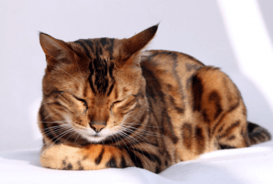 Bengaalse kat poseert