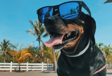 Ook_je_hond_heeft_baat_bij_zonnecrème