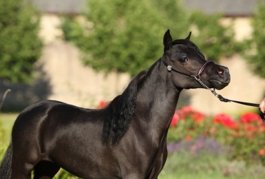 zwart miniatuurpaard