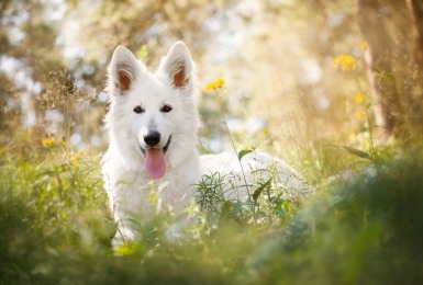 Zwitserse witte herder in het gras 