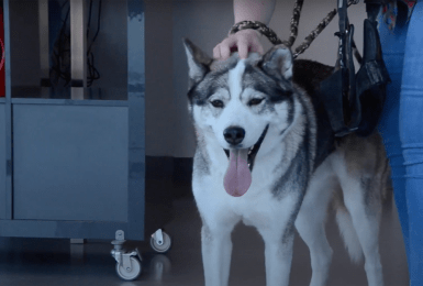 Hond Max redt levens als bloeddonor