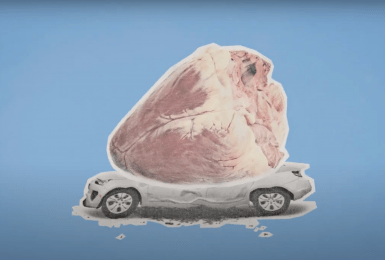 hart zo groot als een auto