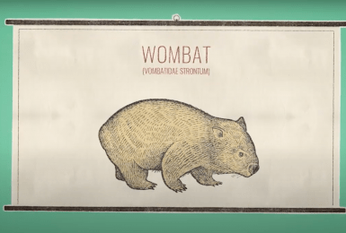 wombat legt vierkante keutels