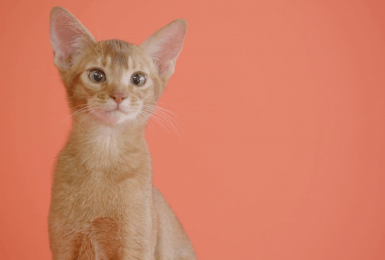 Een nieuwe kat voor Nathalie en Dieter