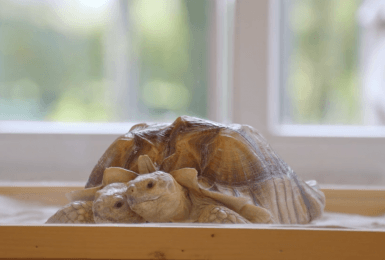 Kianga, de tweekoppige schildpad