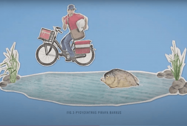 vis communiceert met scheten