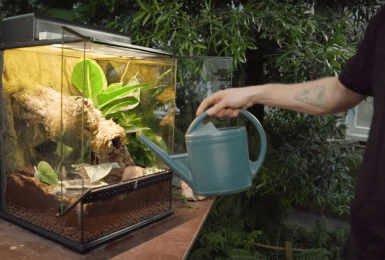 terrarium wimpergekko