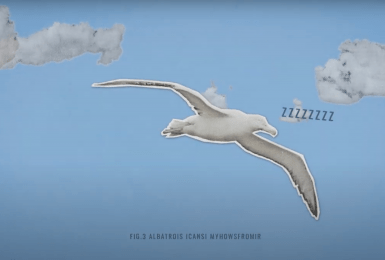 vogels slapen in de lucht