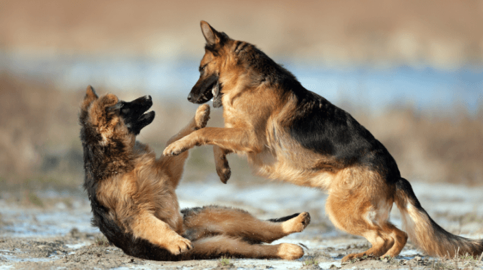 vechtende honden