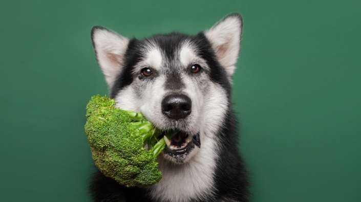 Hond met broccoli in zijn mond