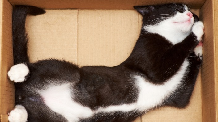 Zwart-witte kat slaapt in een kartonnen doos