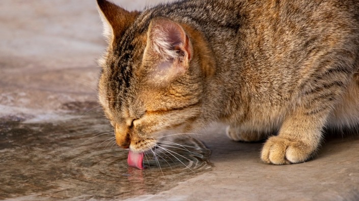 Kat drinkt uit plas op terras