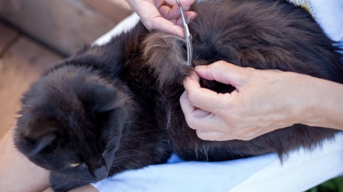 Klitten verwijderen bij een oude, zwarte kat met een schaar 