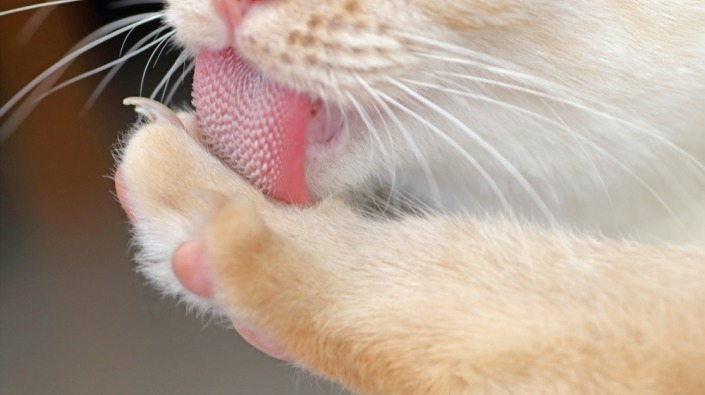 Kat wast zich met haar tong