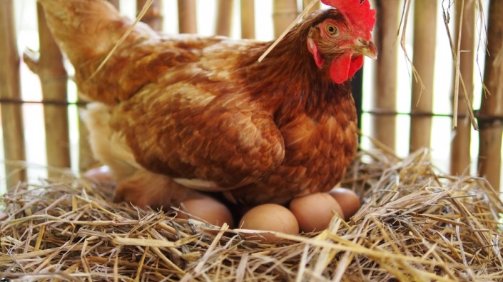 Bruine kip zit op een nest van stro met eieren