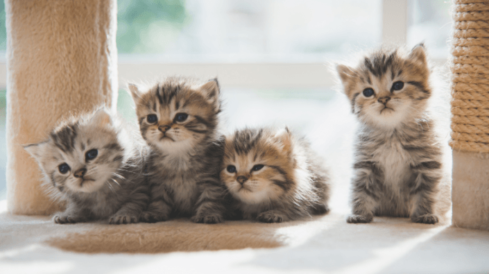 kittens