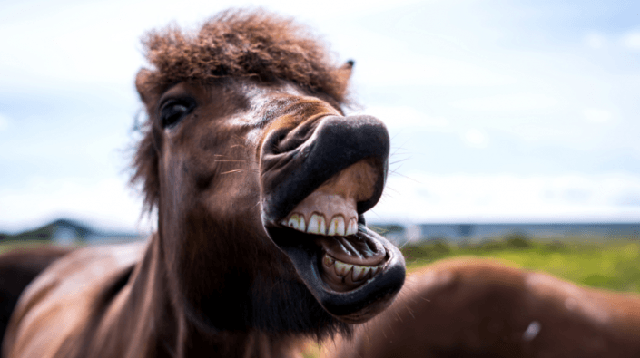 Waarom lachen paarden hun tanden bloot? | Beestig.be