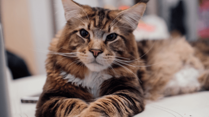 Maine Coon kater