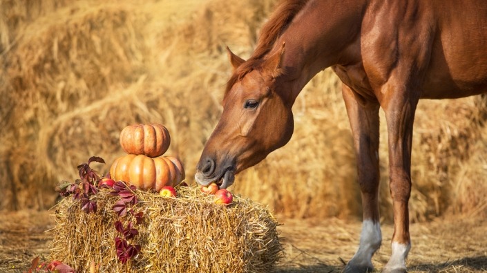 Paard snuffelt aan appels en pompoenen op een strobaal
