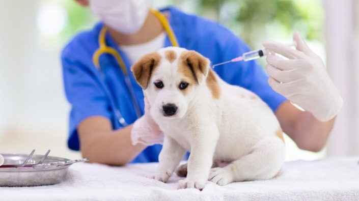 Pup krijgt vaccin bij dierenarts 