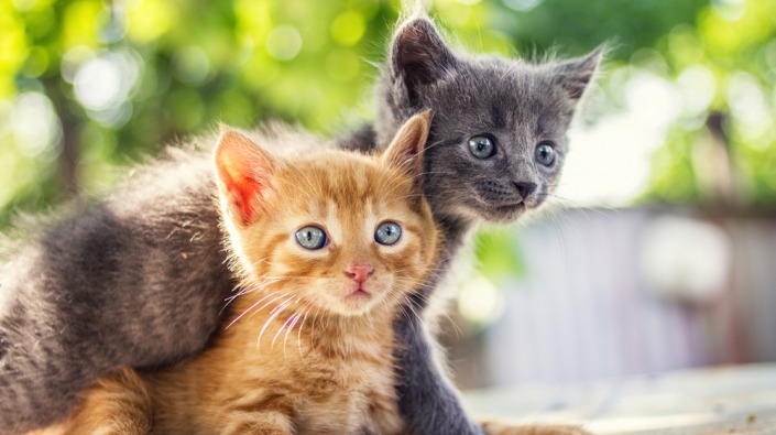 Psychiatrie Onrechtvaardig Buitenboordmotor Waar kan ik twee kittens kopen? | Beestig.be