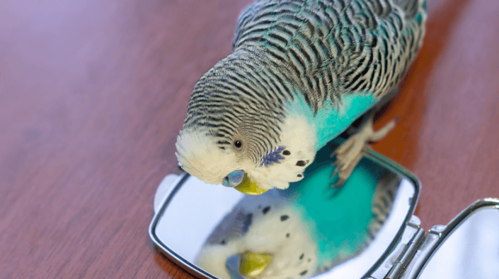 postzegel vertrouwen Het Maken spiegels je vogels gek? | Beestig