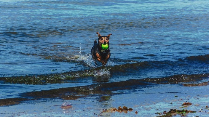 Verbaasd Thermisch Jaar Waar kan ik met mijn hond zwemmen in België? | Beestig.be